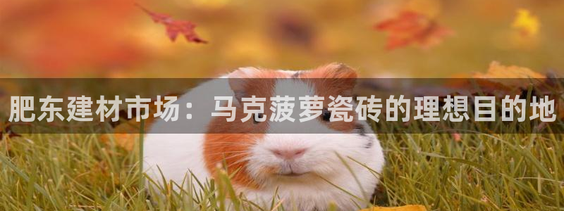 杏鑫官网注册账号是什么样的