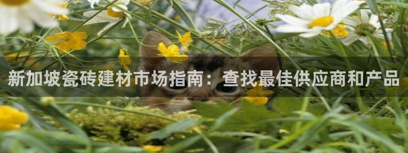 杏鑫平台代理怎么做