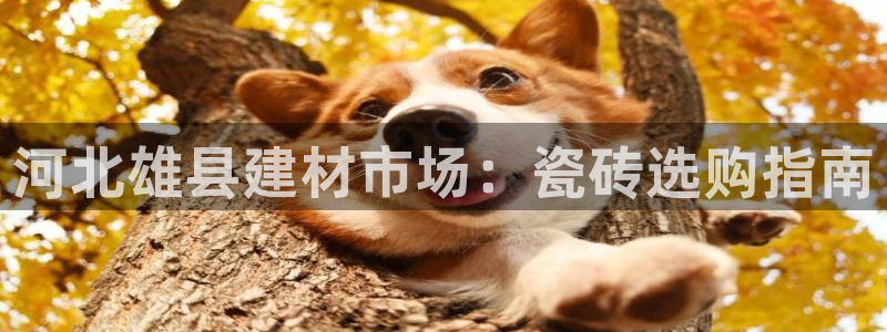 杏鑫平台代理注册多少钱一年