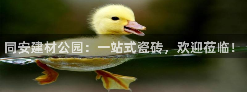 杏鑫娱乐平台登录